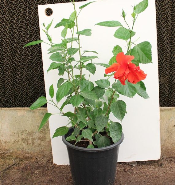 Hibiscus rosa-sinensis 60-80cm