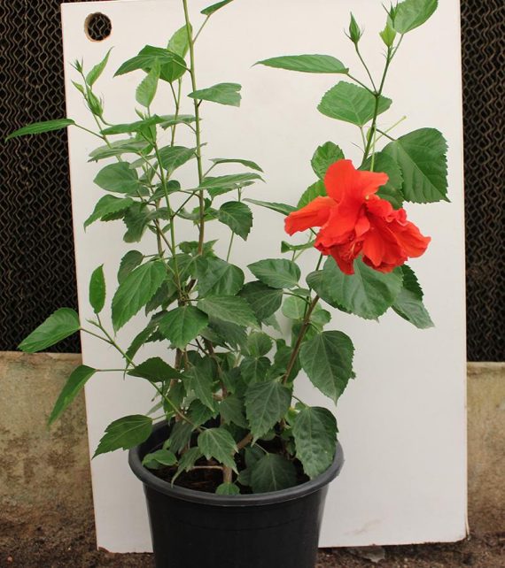 Hibiscus rosa-sinensis 60-80cm - Image 2