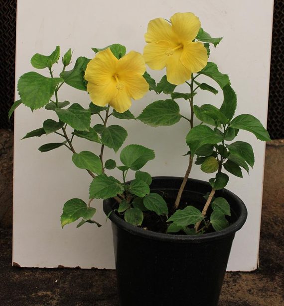 Hibiscus "yellow" 40-50cm