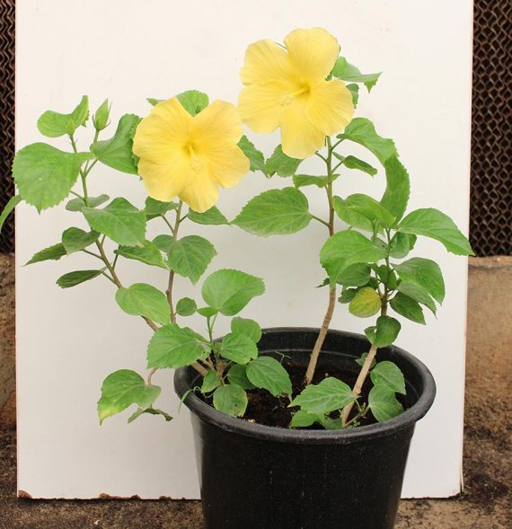 Hibiscus "yellow" 40-50cm - Image 2