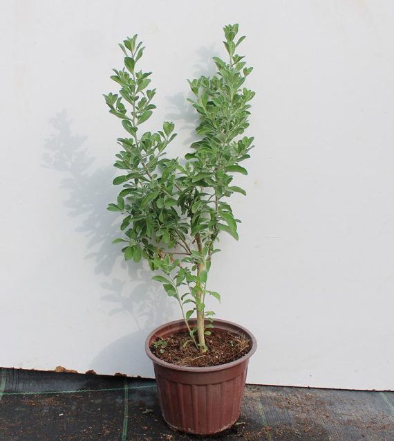 Leucophyllum frutescens 40-50cm ht