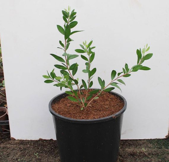 Myrtus communis 40-50cm