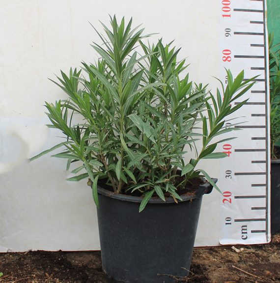 Nerium oleander