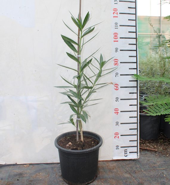 Nerium oleander 40-50cm