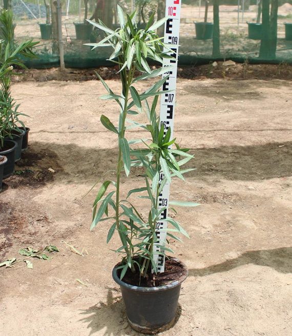 Nerium oleander 40-50cm - Image 2