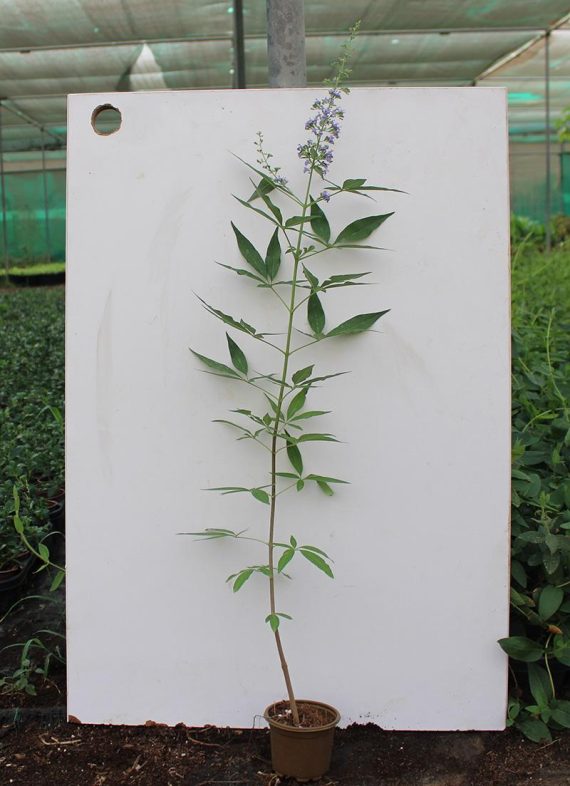 Vitex agnus castus 15-20cm