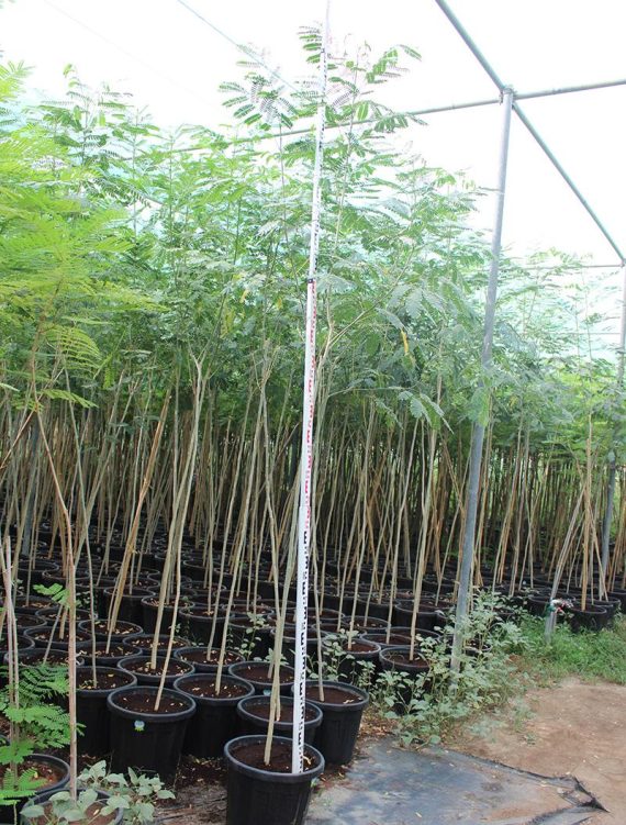 Albizia lebbeck 3-3.5m Ht, 2 m C.S, 40-50mm¸