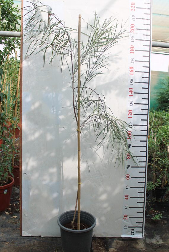 Acacia stenophylla 1.8-2m - Image 2