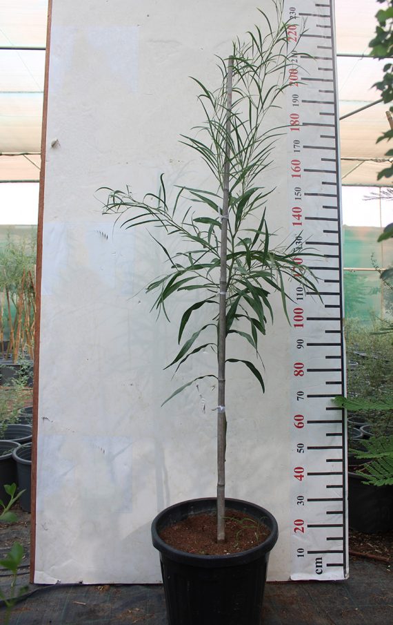 adenium multiple Branch,heith 1.5,
dia,2.5 - 3.5 inch,
price is 3200,Qr