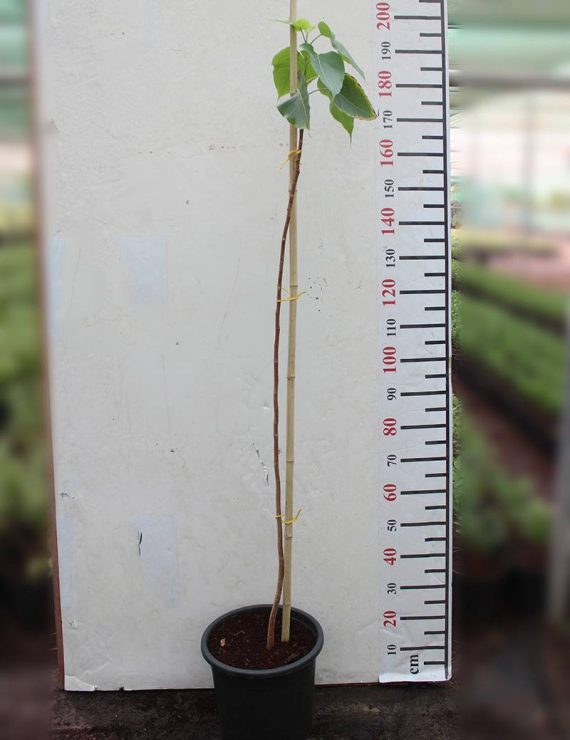 Ficus religiosa 1.2-1.4m - Image 2