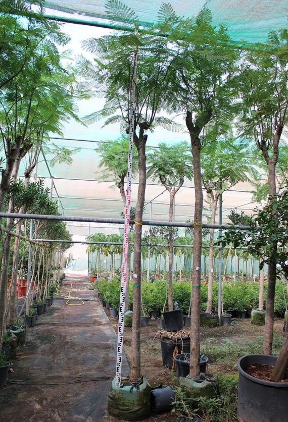 Jacaranda mimsifolia 4-4.5m O.A Ht, 50-60mm