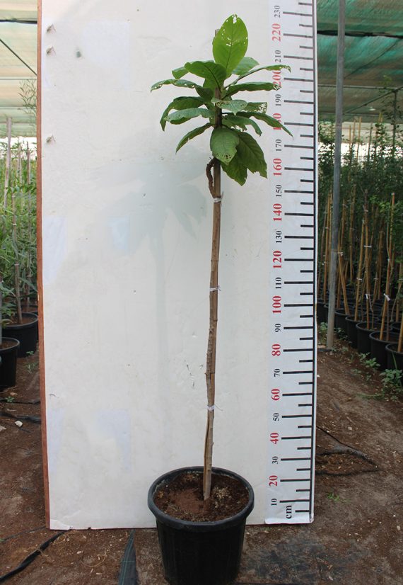 Terminalia catappa 1.5-2m Height, 20-25mm,dia)