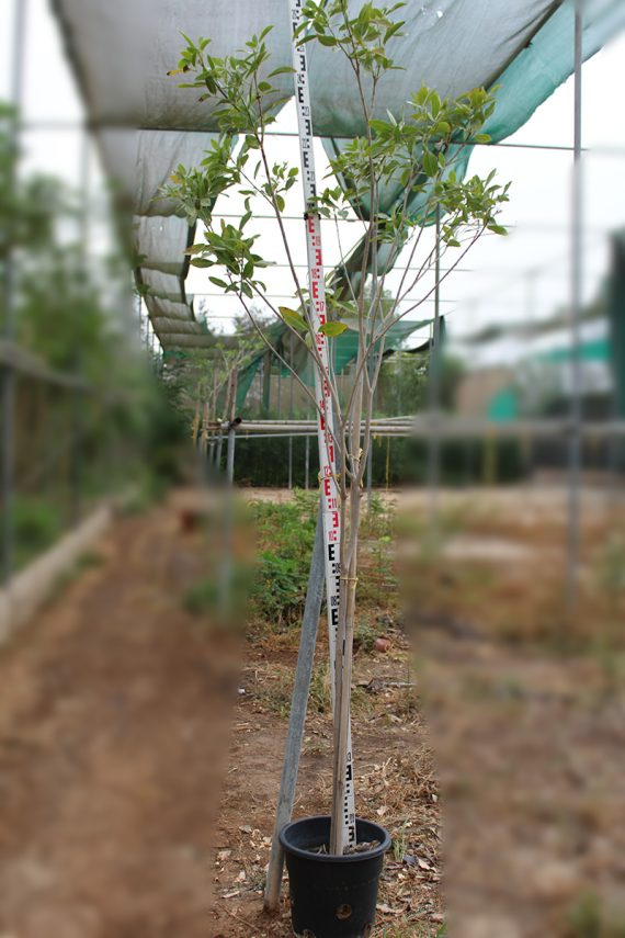 Tabebuia rosea 2-2.5m Ht, 7-8cm Girth