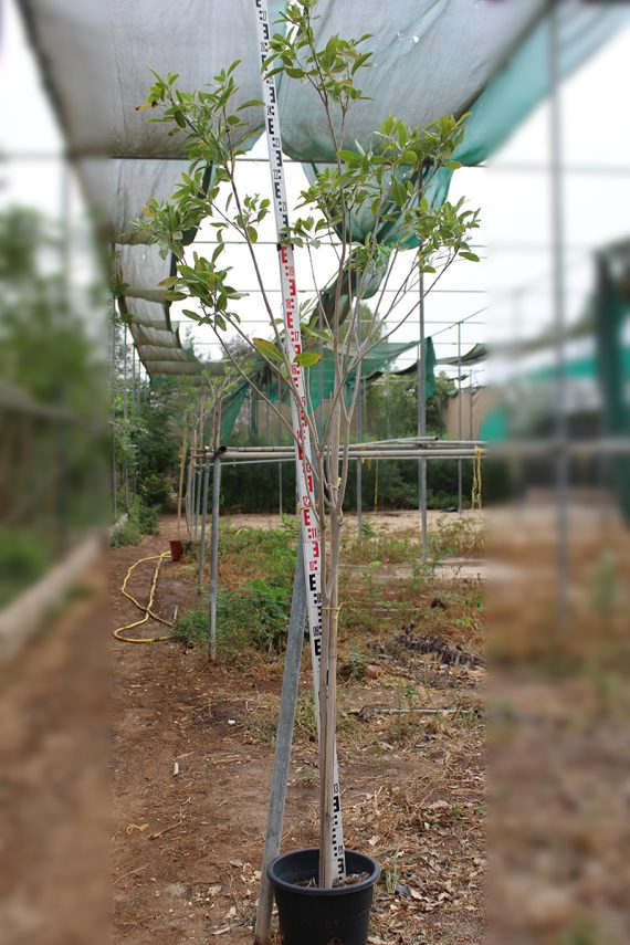 Tabebuia rosea 2-2.5m Ht, 7-8cm Girth - Image 2