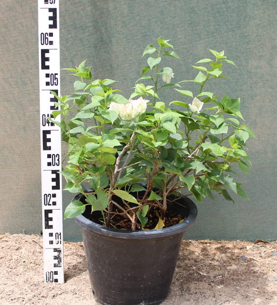 Bougainvillea 'Coco Ice' 30cm - Image 2