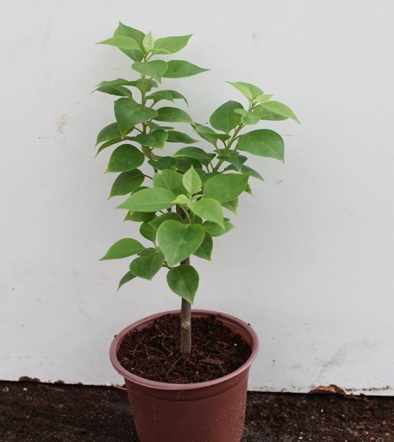 Bougainvillea 'Pink Pixie' 25 - 30cm Ht, 1PP in 10cm Pot