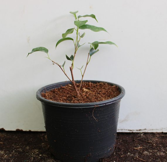 Ficus benjamina " Dwarf " 30-40cm