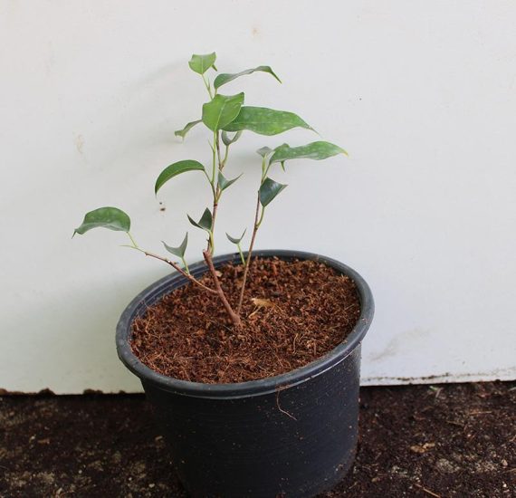 Ficus benjamina " Dwarf " 30-40cm - Image 2