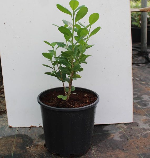 Ficus diversifolia 40-50cm