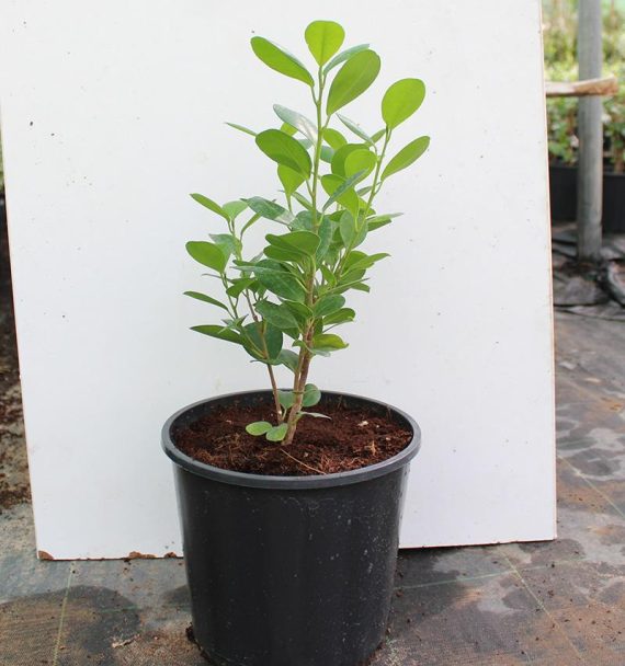 Ficus diversifolia 40-50cm - Image 2