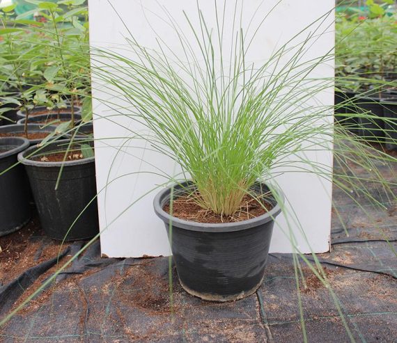 Pennisetum setaceum 30-40cm