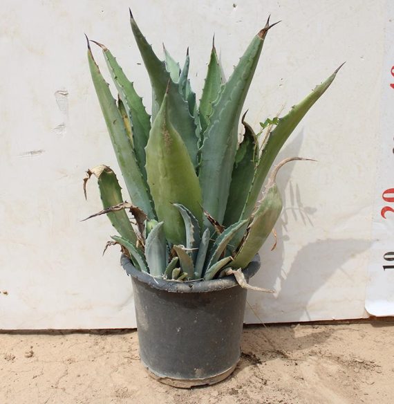 Agave americana