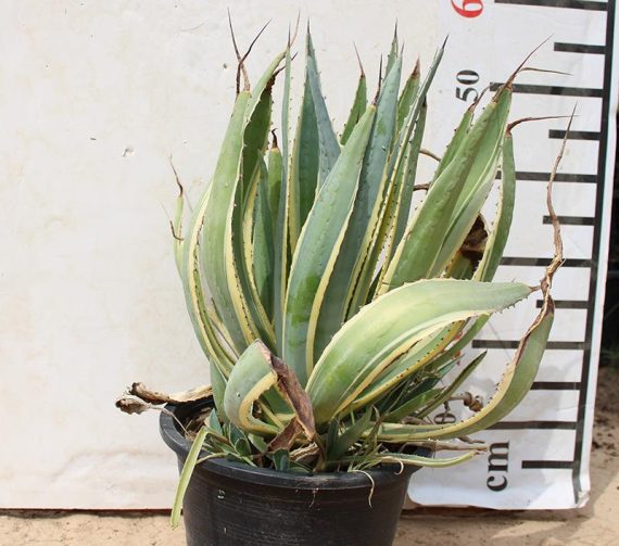 Agave americana - Image 2