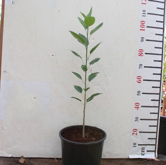 Ficus Altissima 1.2-1.5M - Image 2