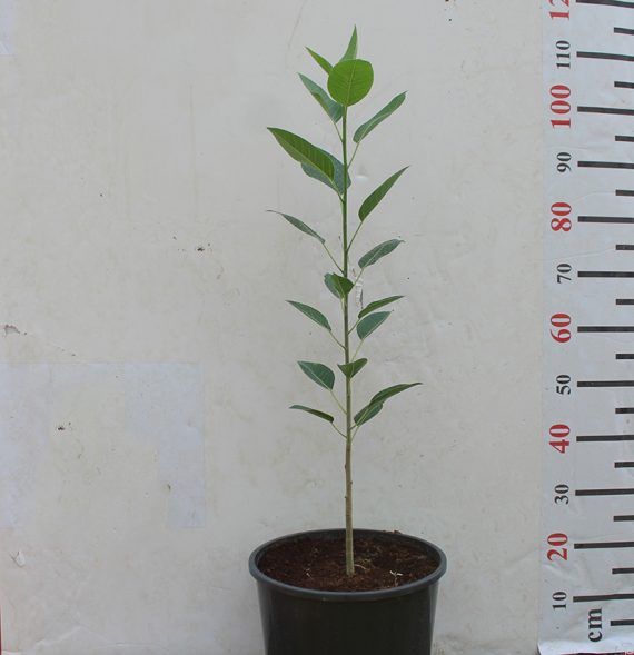 Ficus Altissima 1.2-1.5M