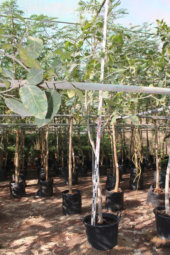 Ficus benghalensis (2.5-3m Ht, 1.5m CS, 35-45mm¸)