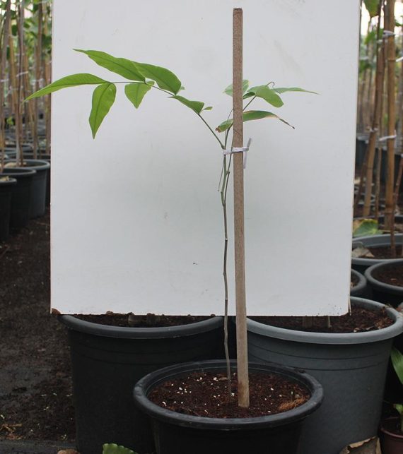 Cassia fistula 40-50cm ht