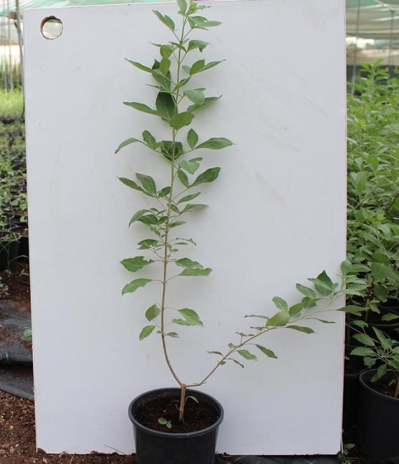 Vitex trifolia purpurea 50-60cm