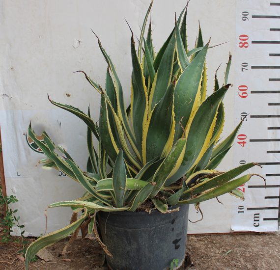 Agave Americana Marginata