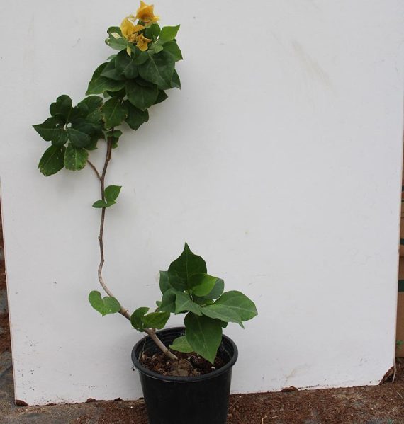 Bougainvillea "yellow"