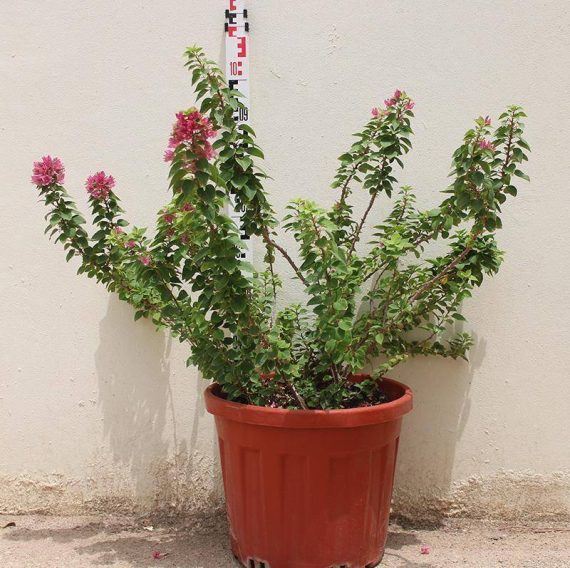 Bougainvillea 'Pink Pixie'