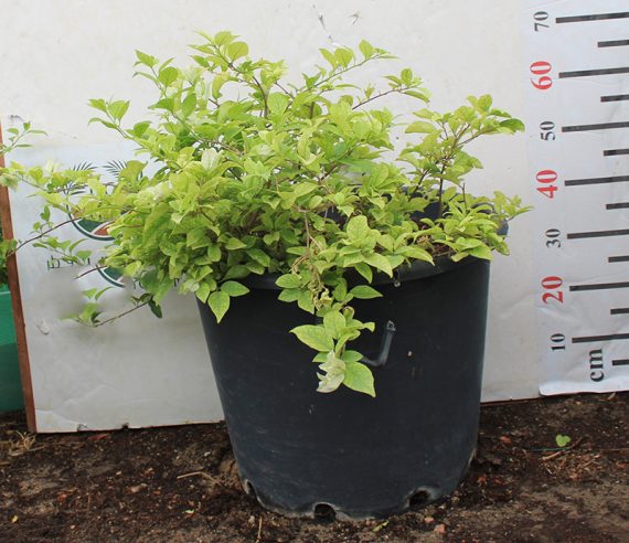 Bougainvillea glabra 'White'