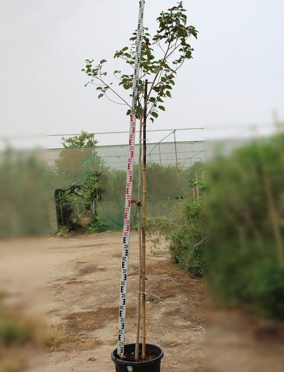 Hibiscus Tiliaceus Rubra