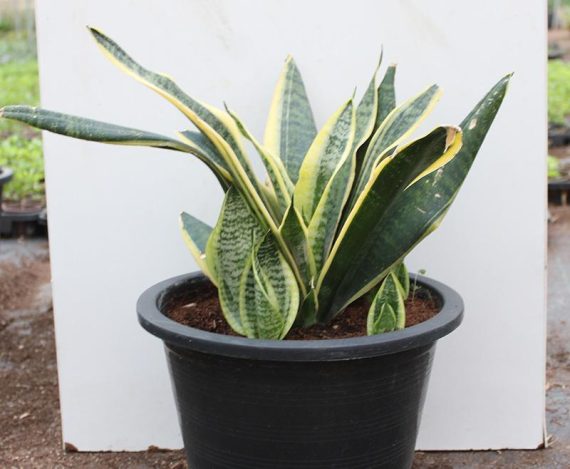 Sansevieria trifasciata