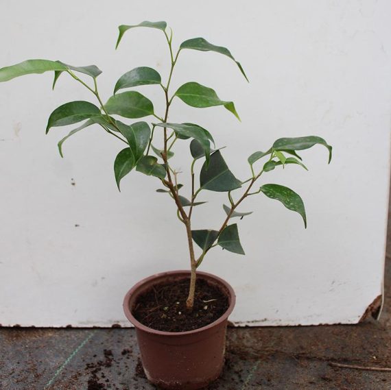 Ficus benjamina ' Dwrf'