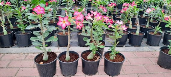 Adenium obesum 30-35cm - Image 6