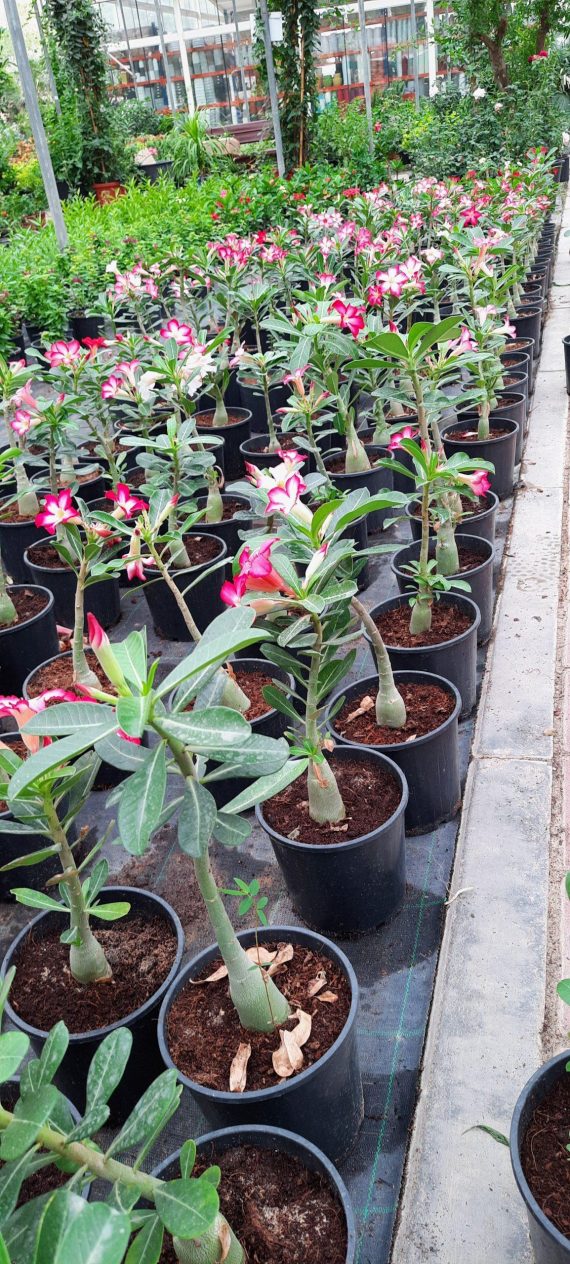 Adenium obesum 30-35cm - Image 5