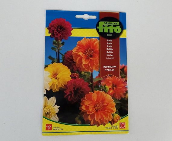 Dahlia Decorative Mixed