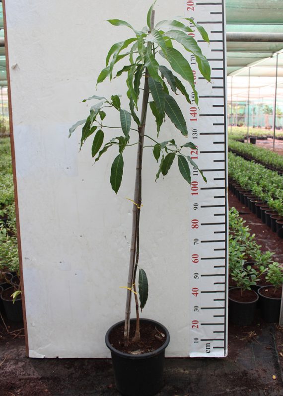 Mangifera indica (Alphonse) (1.5-1.8m Height in 18Ltr Pot)