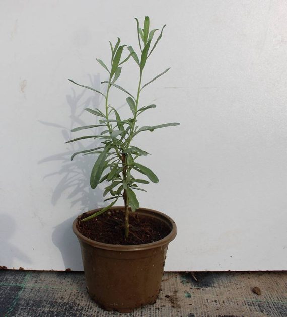 Atriplex canescens 20 - 25cm Ht, 1PP in 10cm Pot