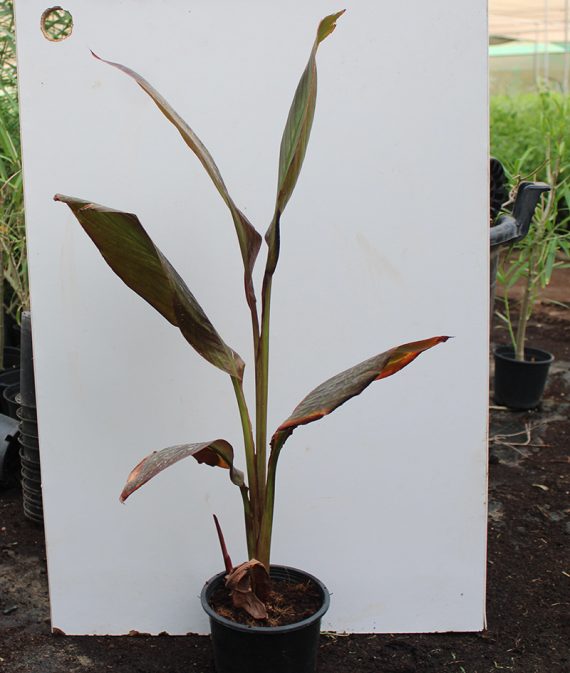 Canna indica "Red Leaf" (35-40cm Ht)