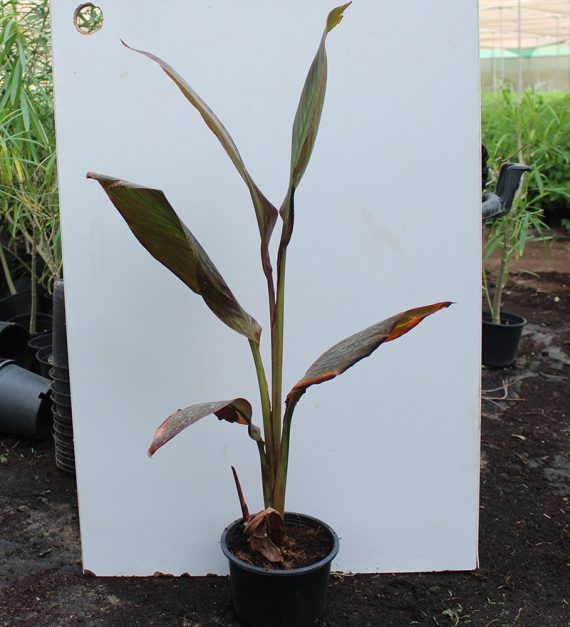 Canna indica "Red Leaf" (35-40cm Ht) - Image 2