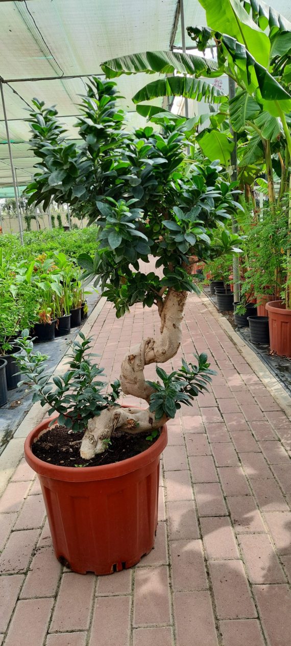 Ficus Bonsai " S Shape " ( 1.0 - 1.2m Height )