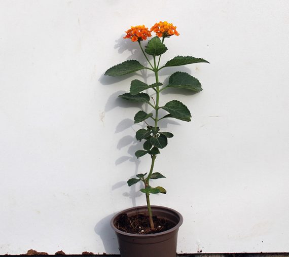 Lantana 'Orange' (20-25cm Ht, 1PP in 10cm Pot)