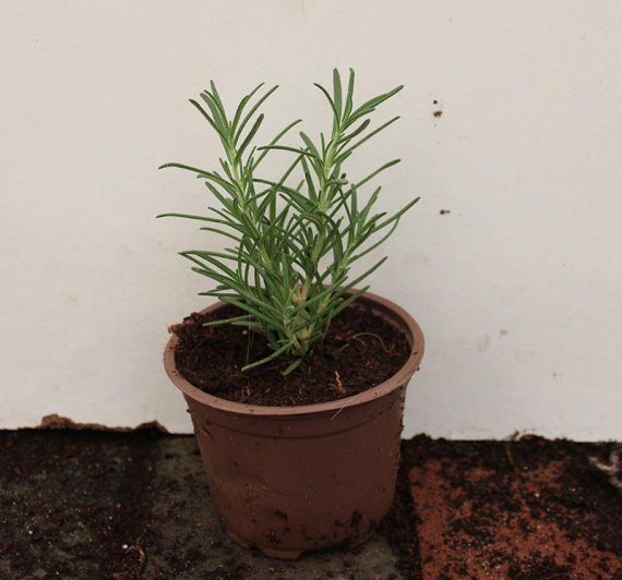 Rosemarinus officinalis 20 - 25cm Ht, 1PP in 10cm Pot