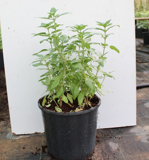 Ocimum bacilicum "Rehan" 20 - 25cm Ht